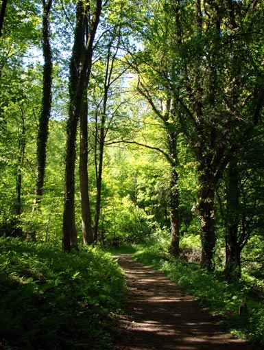 Die Sonne scheint durch das Blätterdach des Waldes auf den Bergischen Wanderweg