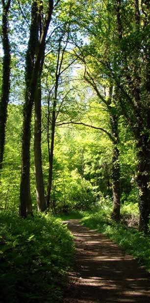 Die Sonne scheint durch das Blätterdach des Waldes auf den Bergischen Wanderweg